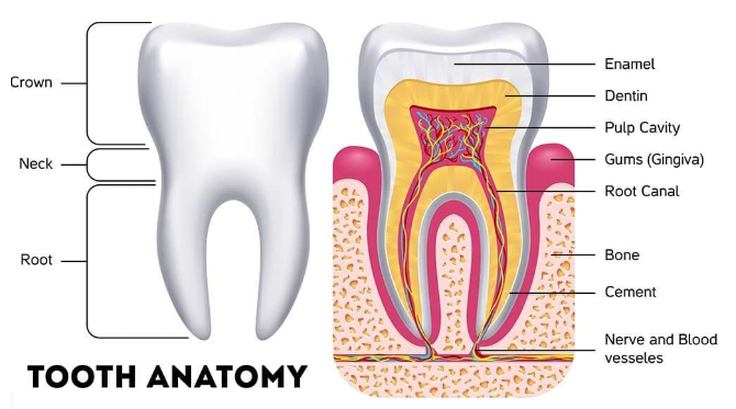 ROOT CANAL image
